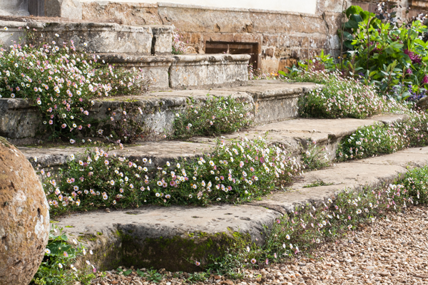 colour image of stone steps from left to right, with daisies growing in the cracks