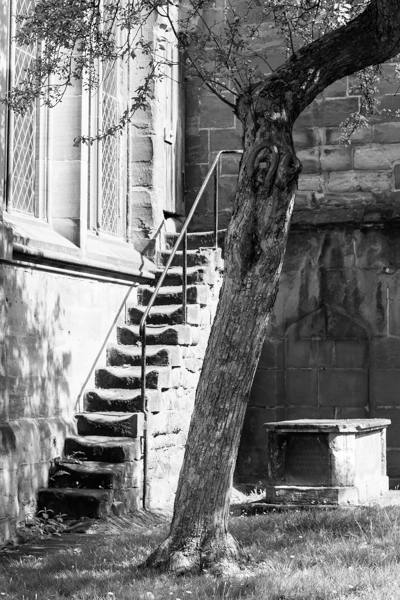 black and white image of stone steps from left to right, with an old gnarled tree growing next to them in the same direction