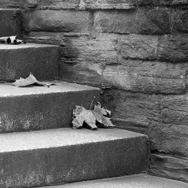 black and white photograph of a set of concrete steps with three dry sycamore leaves